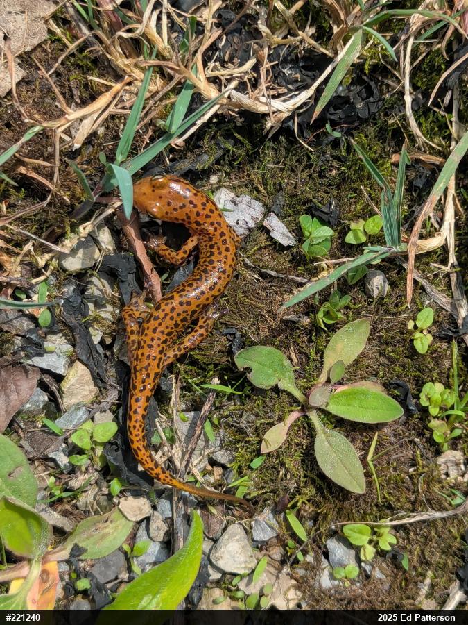 Eastern Long-tailed Salamander