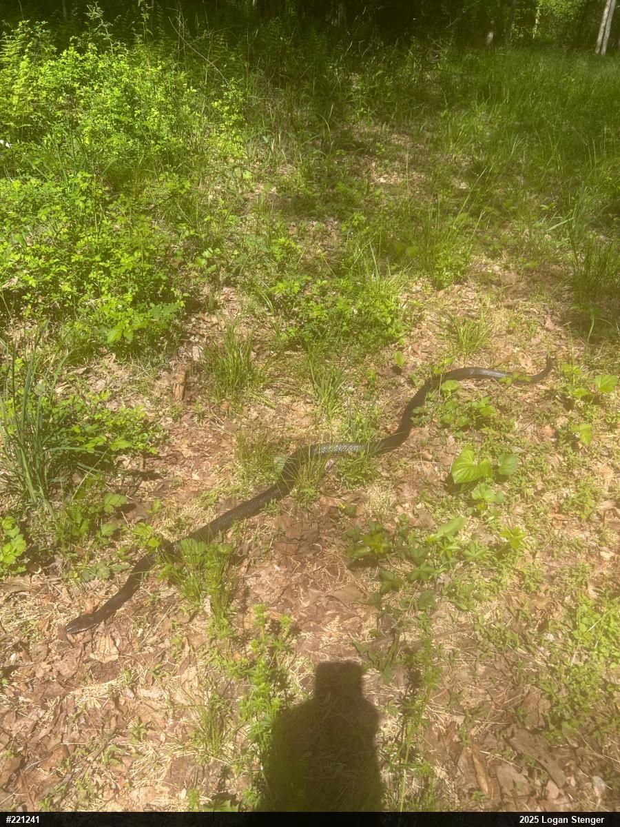 Eastern Ratsnake