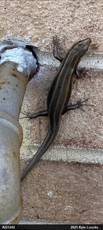 Common Five-lined Skink