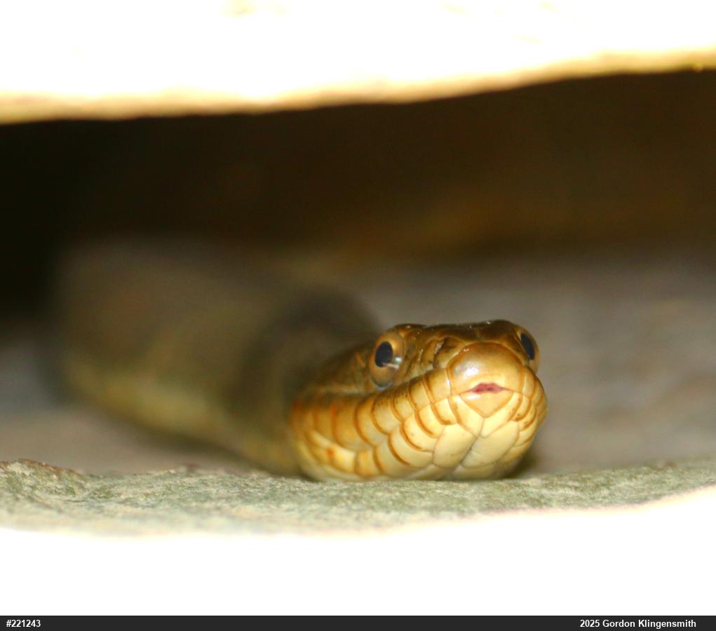 Northern Watersnake