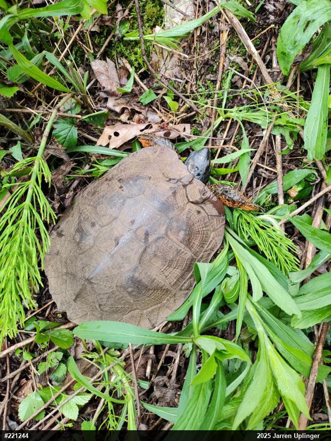 Wood Turtle