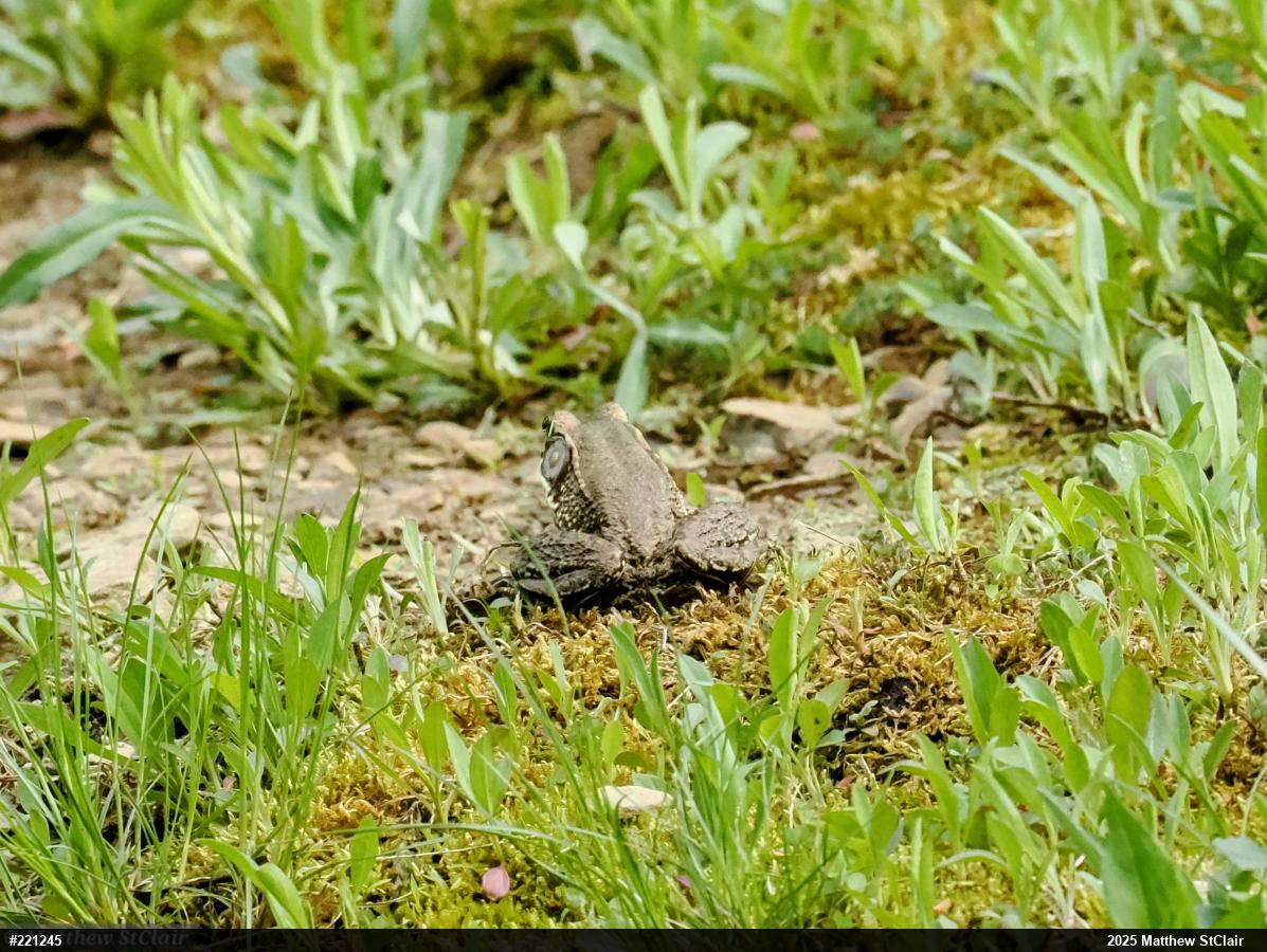 Green Frog