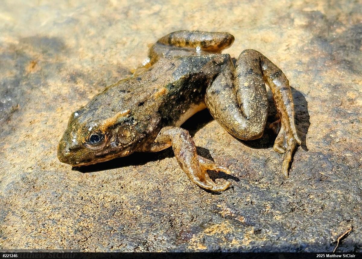Green Frog