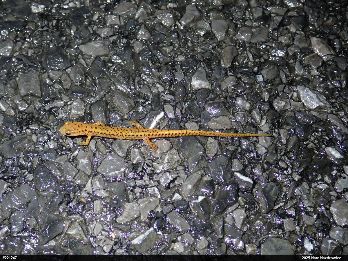 Eastern Long-tailed Salamander