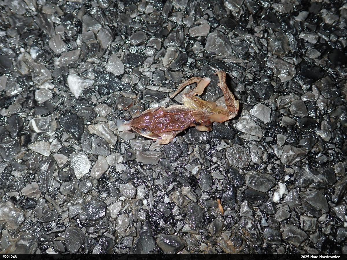 Wood Frog