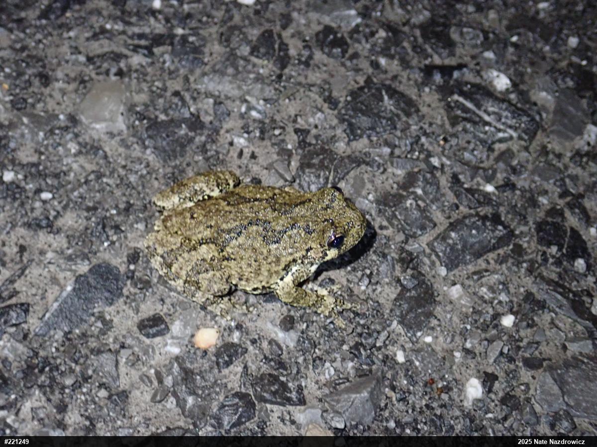 Unknown Gray Treefrog