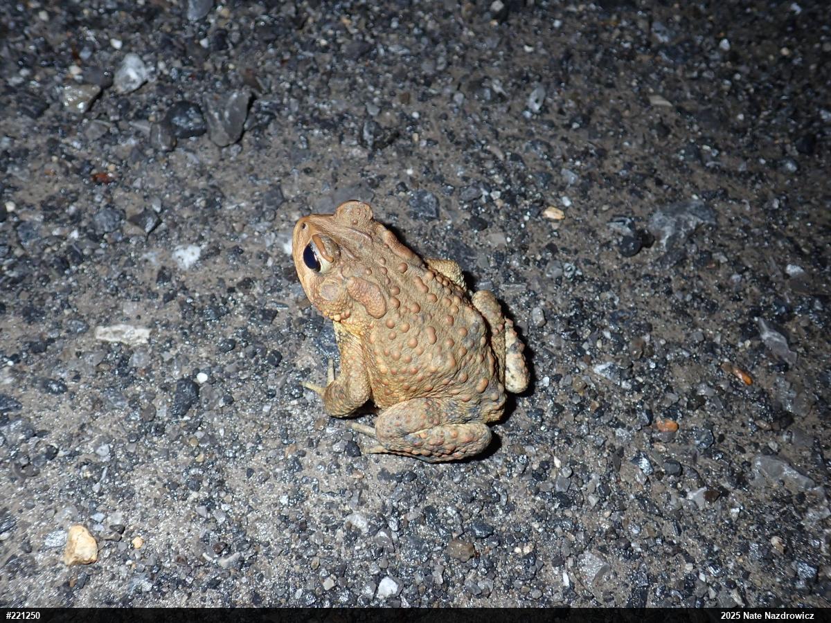 Eastern American Toad