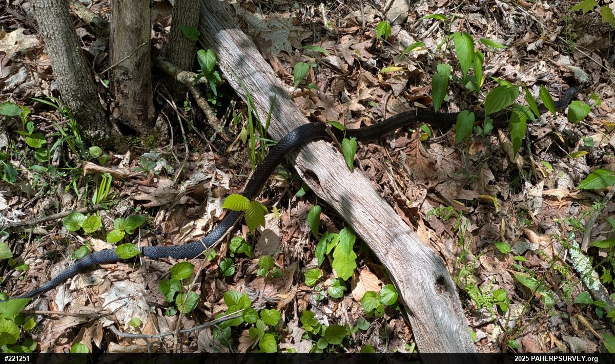 Eastern Ratsnake