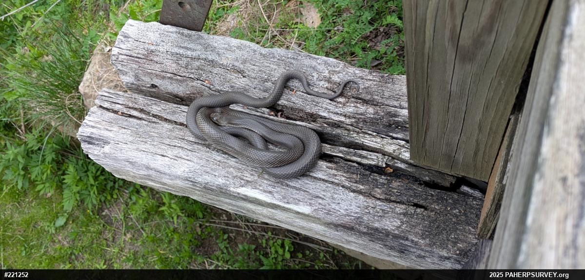 Eastern Ratsnake
