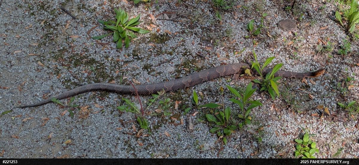 Northern Copperhead