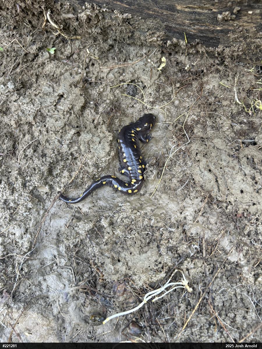 Spotted Salamander