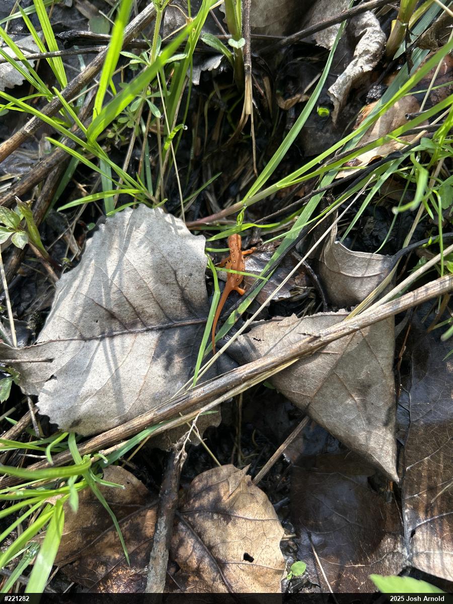 Red-spotted Newt