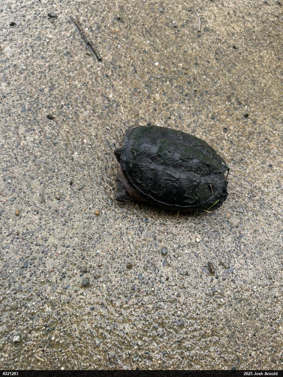 Snapping Turtle