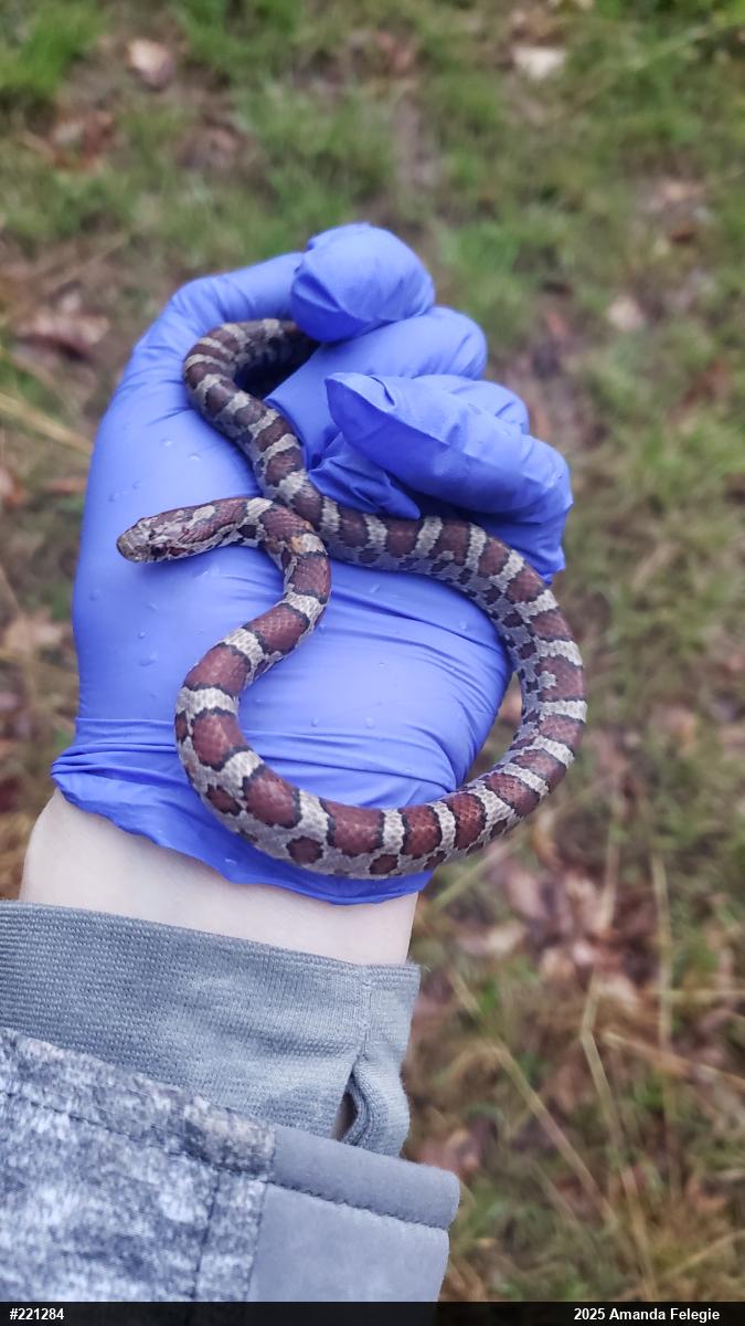 Eastern Milksnake