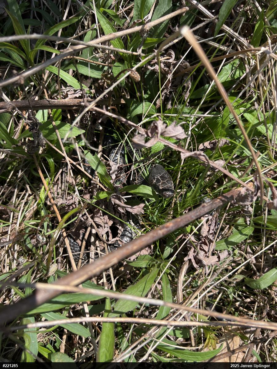 Eastern Ratsnake