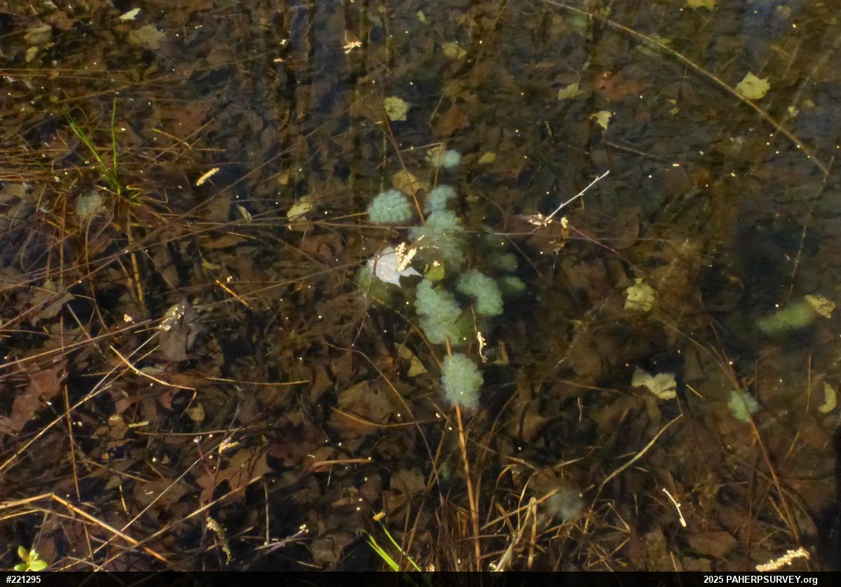 Spotted Salamander