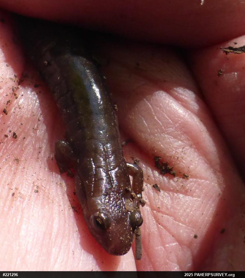 Allegheny Mountain Dusky Salamander