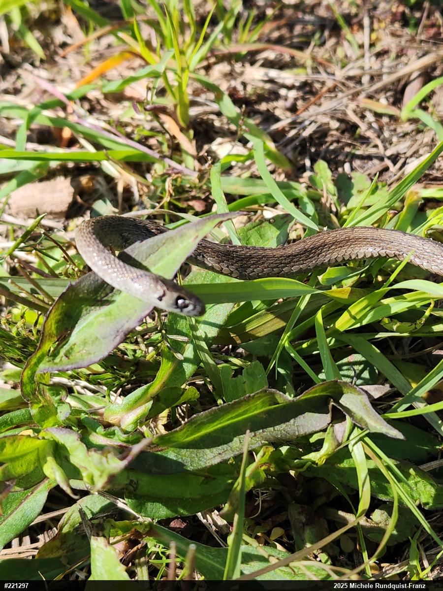 Dekay's Brownsnake