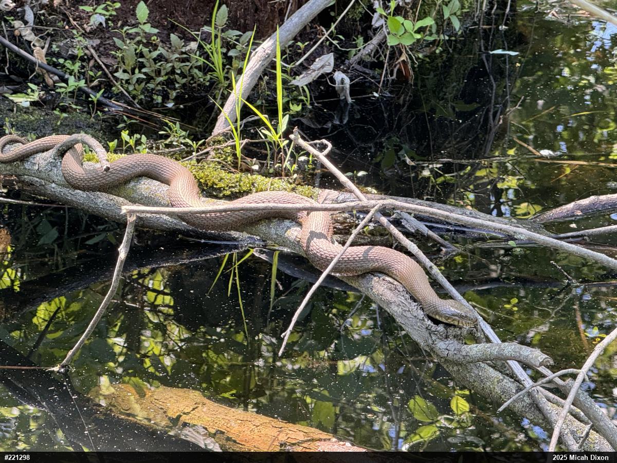 Northern Watersnake