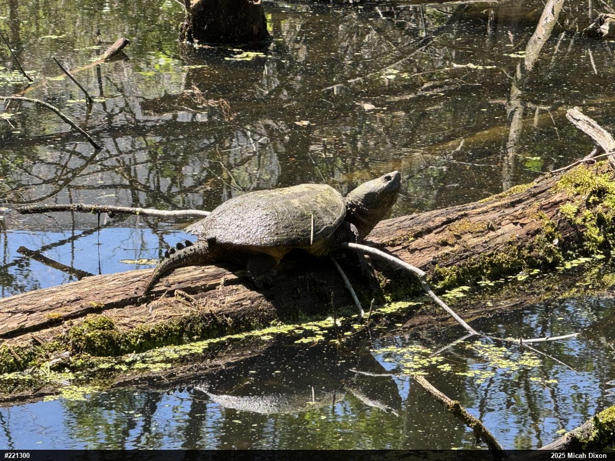 Snapping Turtle