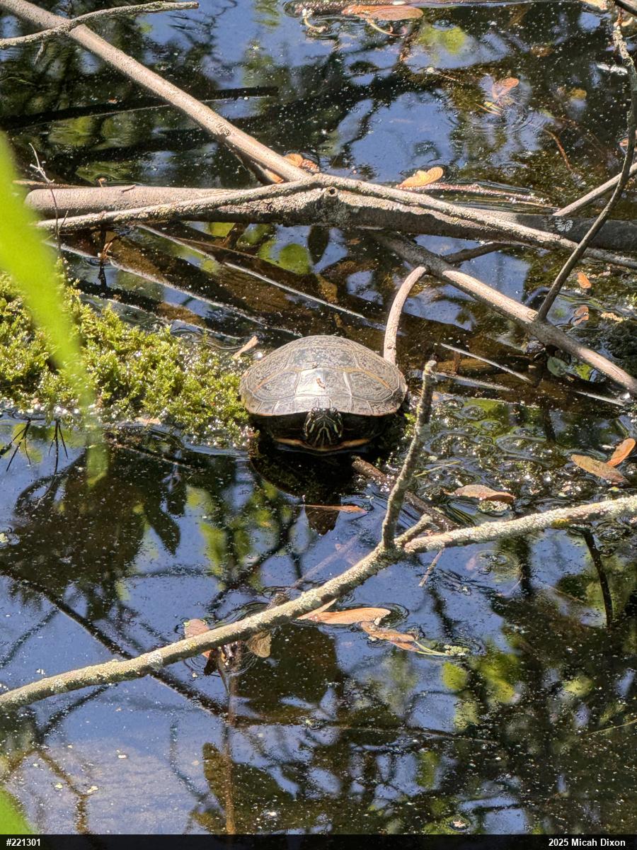 Eastern Painted Turtle