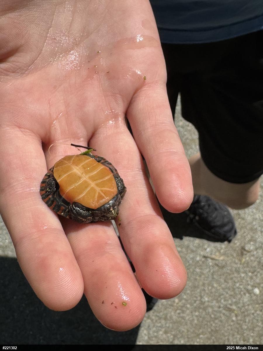 Eastern Painted Turtle