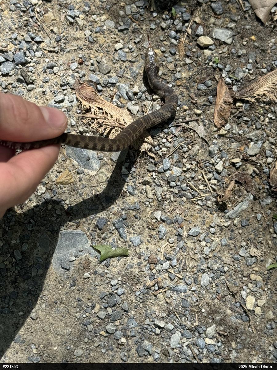 Northern Watersnake