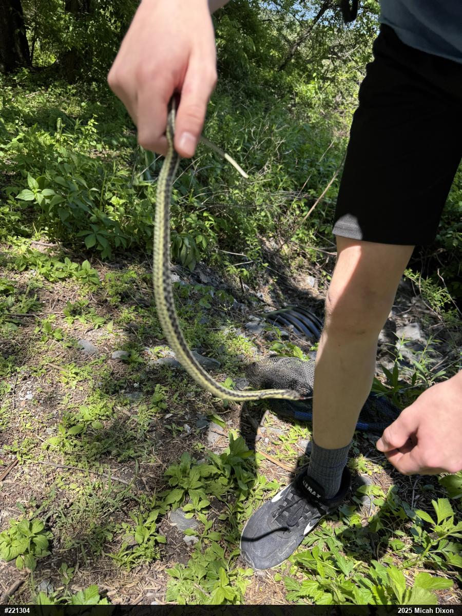 Eastern Gartersnake
