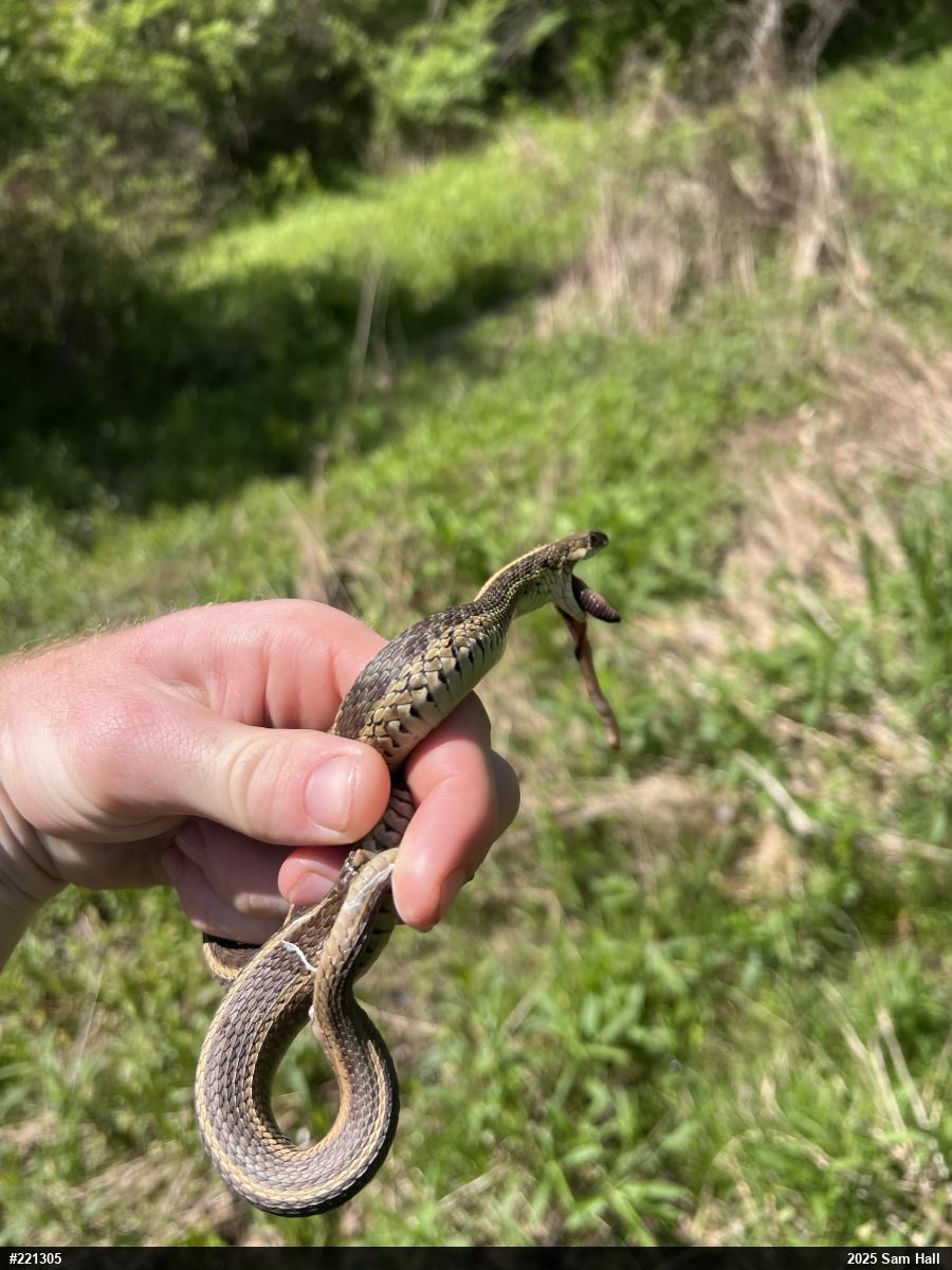 Eastern Gartersnake