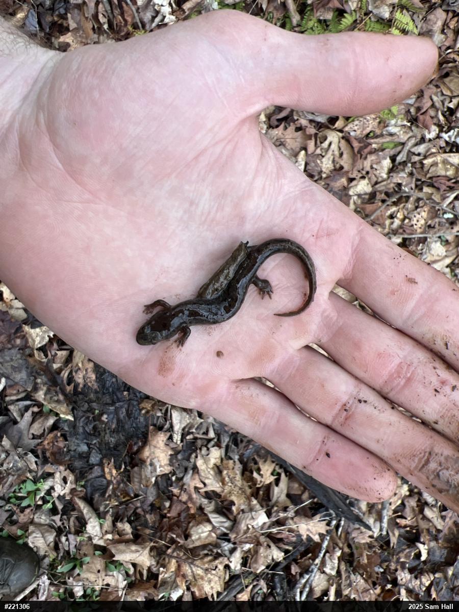 Northern Dusky Salamander