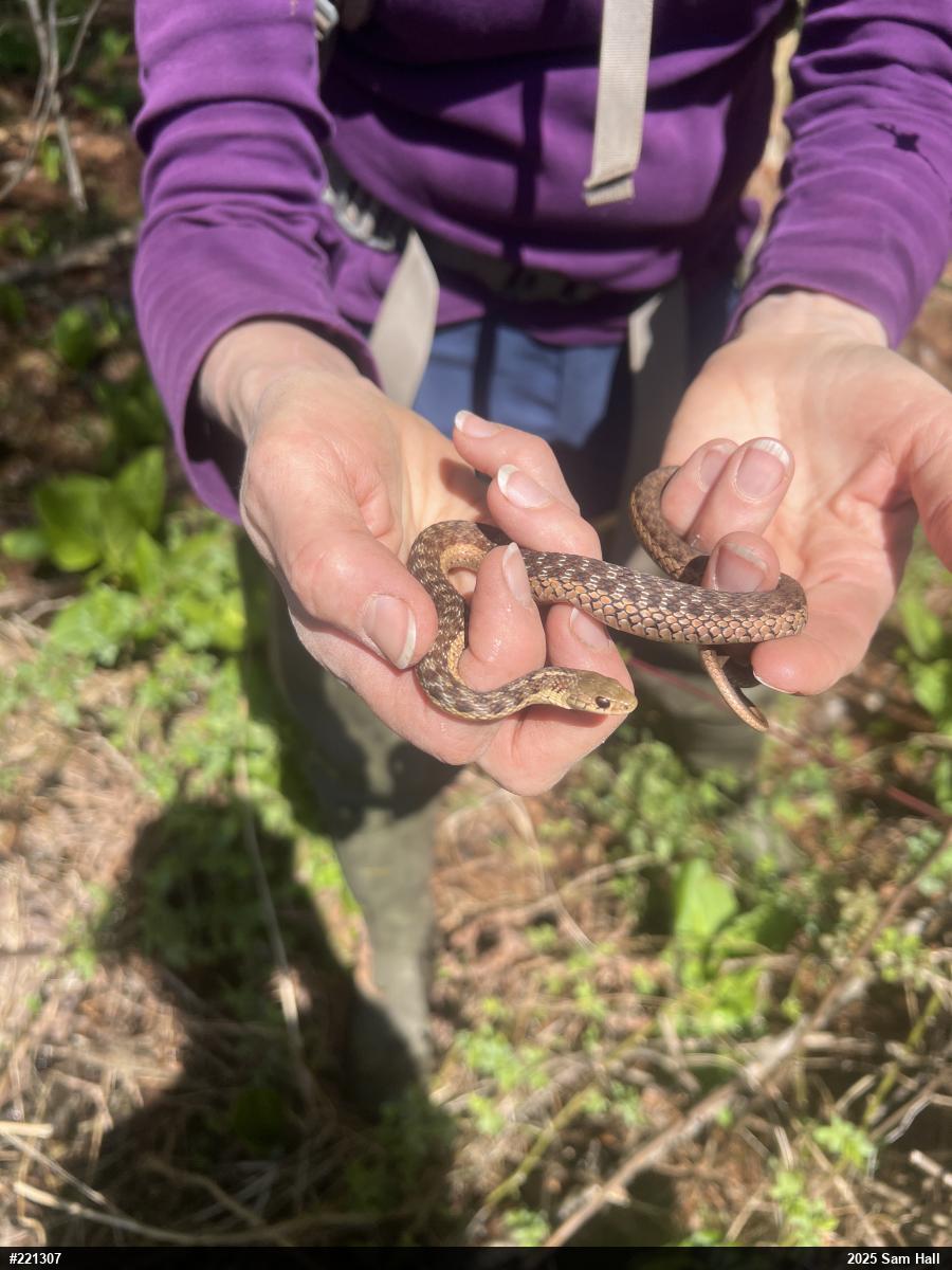Eastern Gartersnake