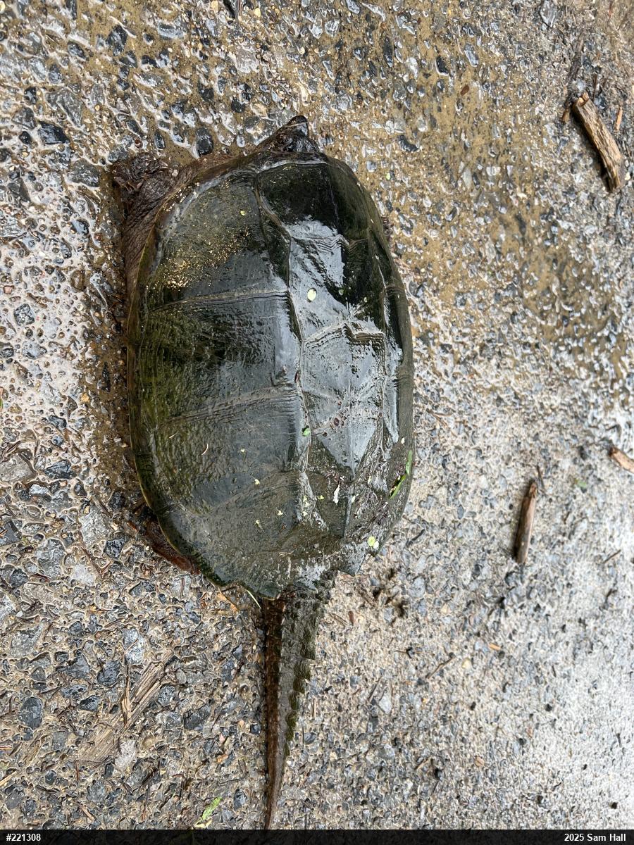 Snapping Turtle