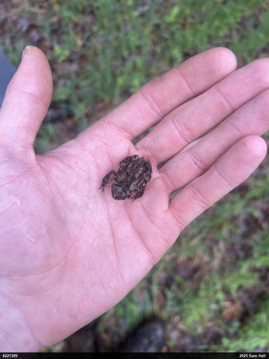 Eastern American Toad