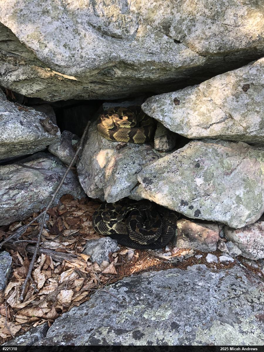 Timber Rattlesnake