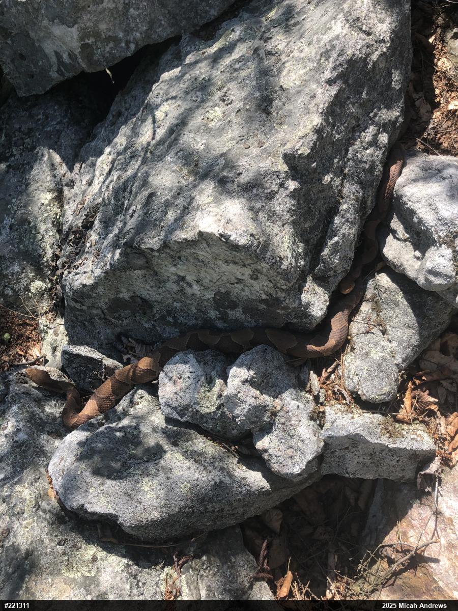 Northern Copperhead