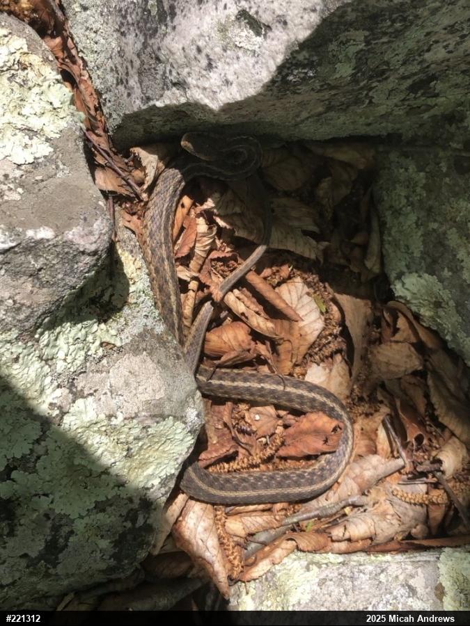 Eastern Gartersnake