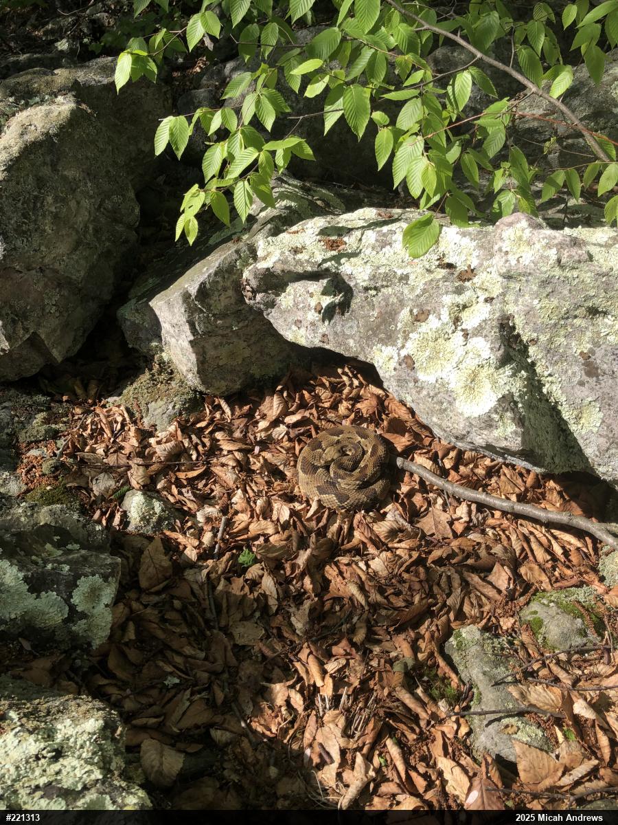Timber Rattlesnake