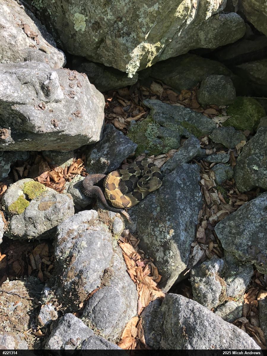 Timber Rattlesnake