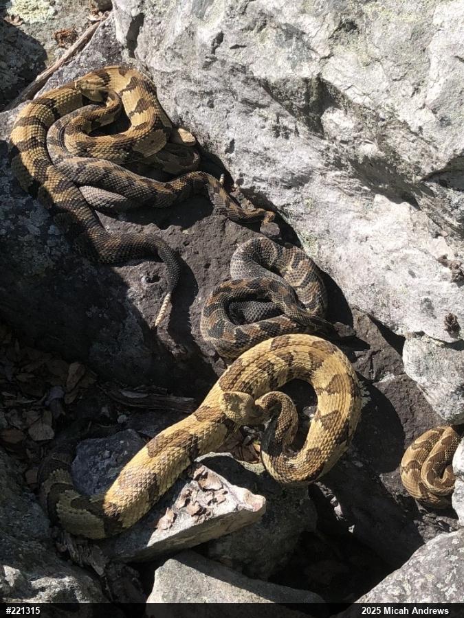 Timber Rattlesnake