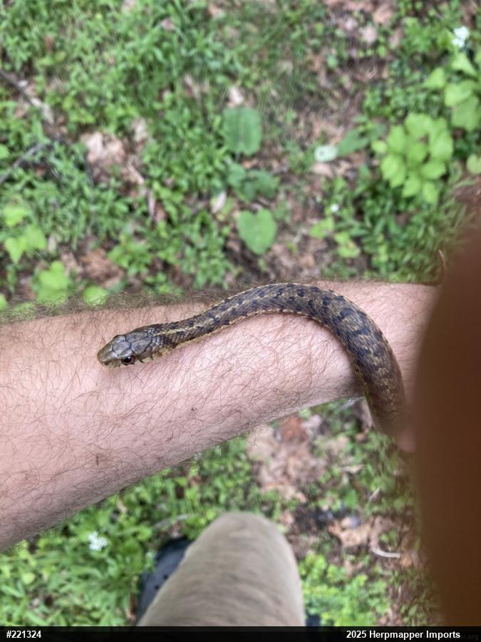 Eastern Gartersnake