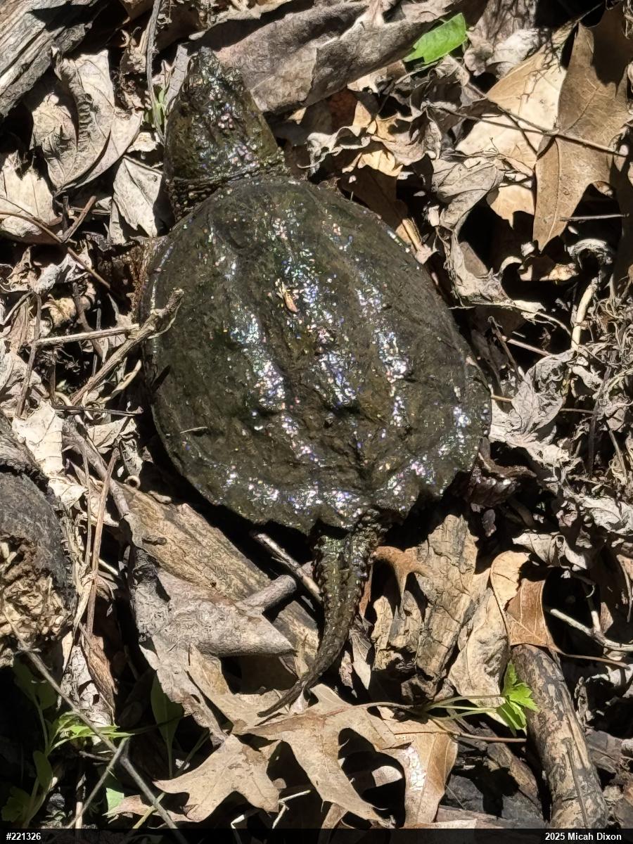 Snapping Turtle