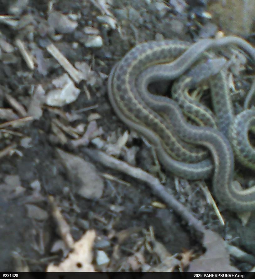 Eastern Gartersnake