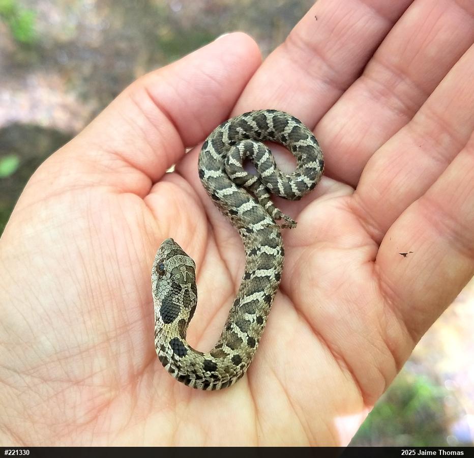 Eastern Hog-nosed Snake