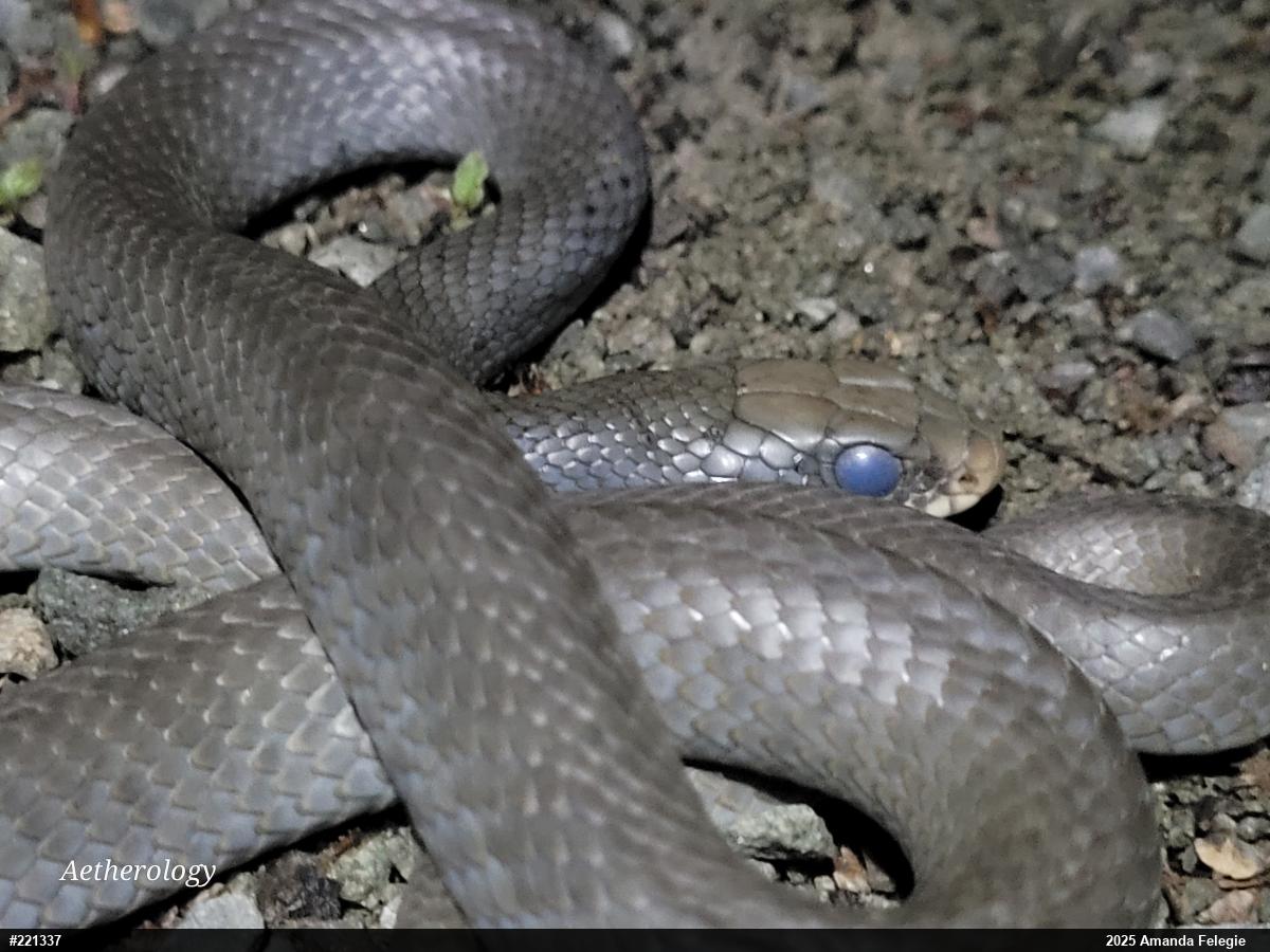 Northern Black Racer