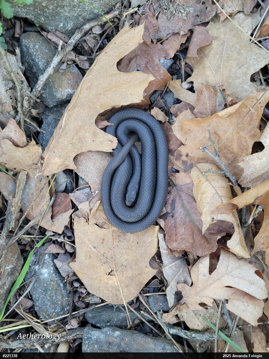 Northern Black Racer