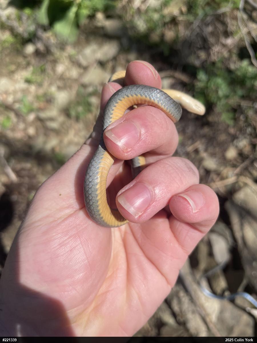 Northern Ring-necked Snake