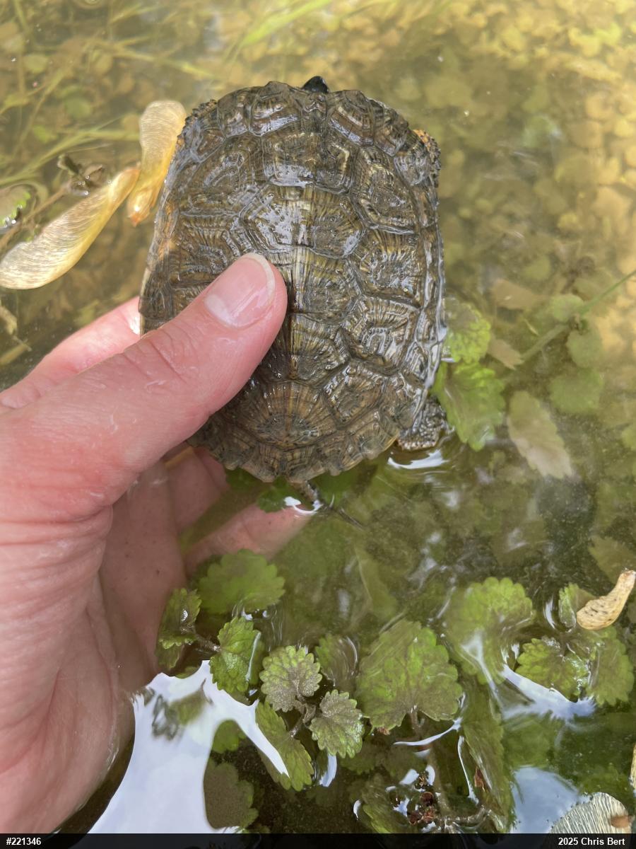 Wood Turtle