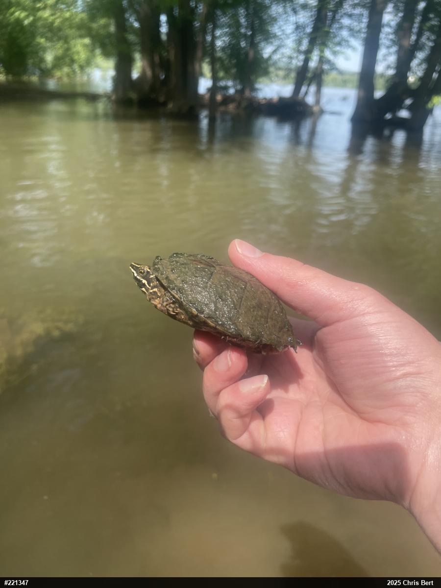 Eastern Musk Turtle