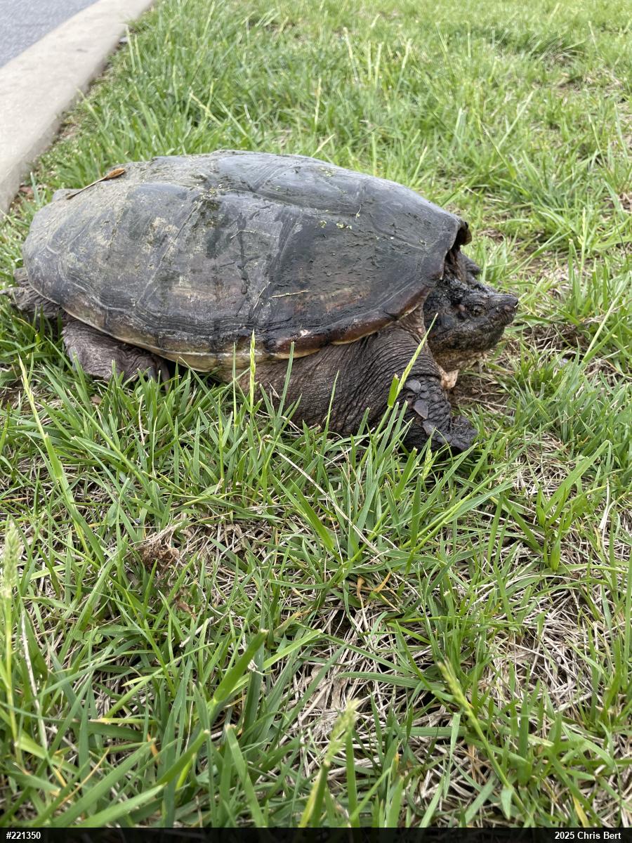 Snapping Turtle