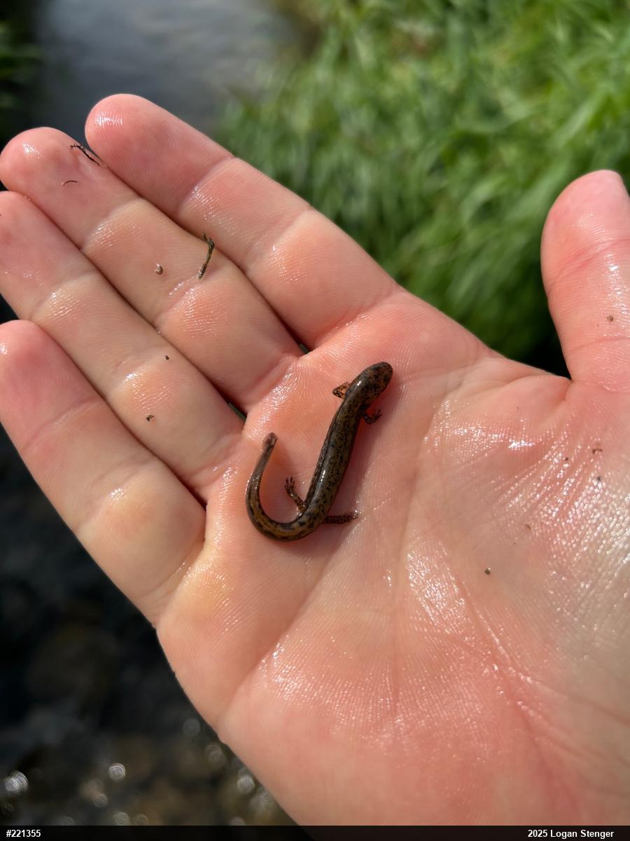 Northern Two-lined Salamander